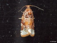 Jack Pine Tube Moth