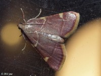 Clover Hayworm Moth
