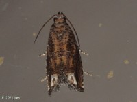 Probable Ragweed Borer Moth (worn)