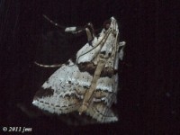 Watson's Tallula Moth