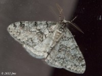 Toothed Phigalia Moth