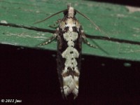 Filigreed Chimoptesis Moth