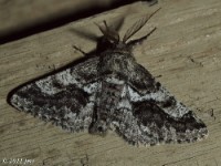 Woolly Gray Moth