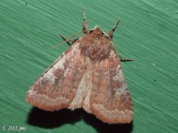 Reddish Speckled Dart Moth