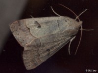 Common Oak Moth