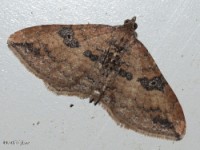 The Gem Moth