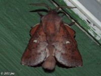 Southern Lappet Moth