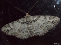 Double-lined Gray Moth