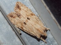 Dimorphic Pinion Moth