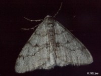 Small Phigalia Moth