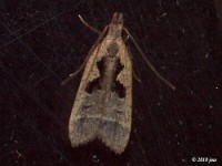 Bilobed Dichomeris Moth