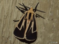 Probable Nais Tiger Moth