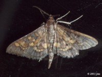 Darker Diacme Moth