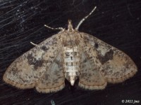 Splendid Palpita Moth