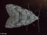 Confused Meganola Moth