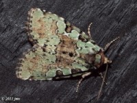Mottled-green Leuconycta Moth
