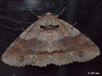 Washed-out Zale Moth