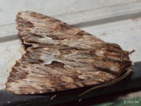 Confused Woodgrain Moth
