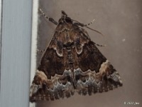Mottled Bomolocha Moth