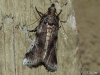 Navel Orangeworm Moth