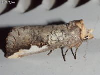 White-headed Prominent Moth