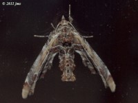 Light Marathyssa Moth
