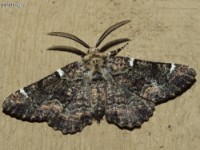 Oak Beauty Moth