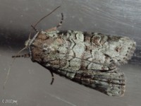 Alternate Woodling Moth