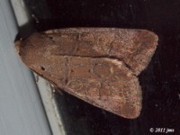 Intractable Quaker Moth