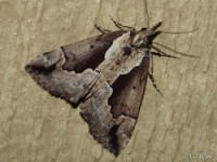 Baltimore Hypena Moth