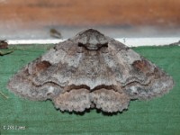Oblique Zale Moth
