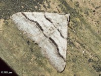 Curve-lined Angle Moth