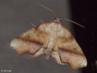 Fervid Plagodis Moth