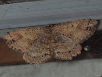 Signate Melanolophia Moth