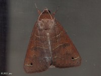 Black-dotted Brown Moth