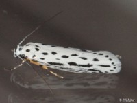 Zeller's Ethmia Moth