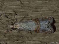 Crambine Snout Moth