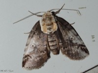 Eyed Baileya Moth