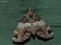 Distinguished Cypress Owlet Moth