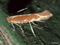 Leaf Blotch Miner Moth