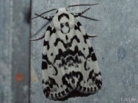 The Hebrew Moth