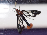 Maple Callus Borer Moth