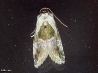 Black-dotted Lithacodia Moth