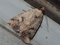 Pale-winged Midget Moth