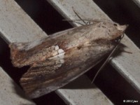 Small Necklace Moth