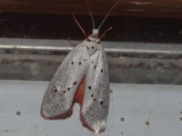 Tropical Burnet Moth