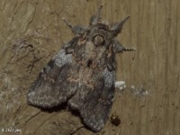 Angulose Prominent Moth