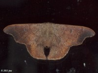 Scalloped Sack-bearer Moth male