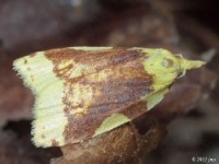 Aproned Sparganothis Moth