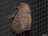 Crown Slug Caterpillar Moth